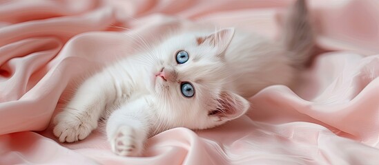 Poster - A white British kitten with blue eyes is lying on its back on a pink fabric creating a lovely copy space image