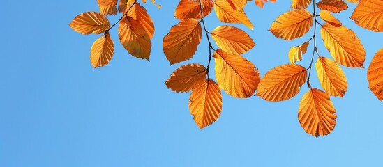 Aufkleber - Golden beech leaves vivid against a clear blue sky ideal as a backdrop for autumn themes like seasonal greetings or as a copy space image