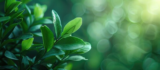 Leinwandbilder - Zamioculcas youthful leaves set against a blurred green backdrop create a striking copy space image