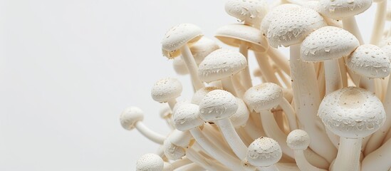 Poster - White mushrooms on a white background creating a clean aesthetic with copy space image
