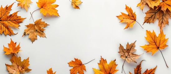 Poster - A fall themed border featuring yellow maple leaves against a white backdrop with an empty area for additional content known as copy space image