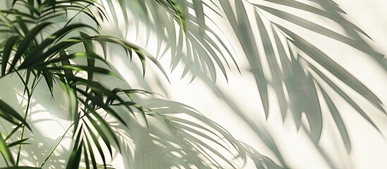 Poster - Window light casts shadows of palm leaves on a white backdrop creating a tranquil copy space image