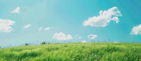 Canvas Print - Scenic outdoor setting with a lush green field under a clear blue sky creating a picturesque backdrop for a copy space image