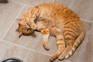 Poster - brown tabby cat with green eyes lying on the floor