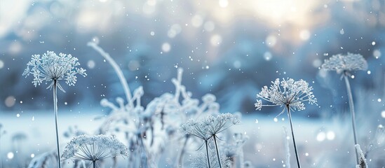 Fototapete - Soft focus winter background with blurred dill umbrellas covered in frost against a snow covered field suitable as a copy space image