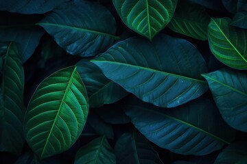 Canvas Print - Closeup of Lush Green Leaves