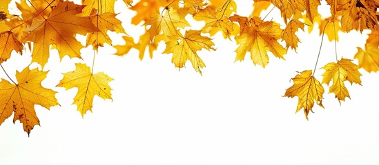 Poster - A fall themed border featuring yellow maple leaves against a white backdrop with an empty area for additional content known as copy space image