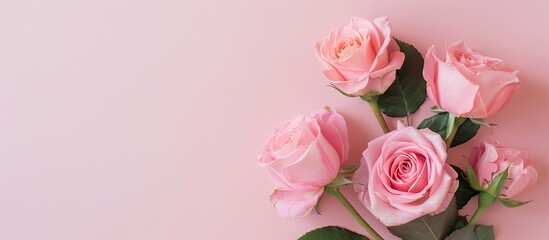 Fototapete - Top view flat lay of fresh pink roses on a pastel paper background with copy space image perfect for feminine blogs social media posts or wedding invitations