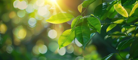 Wall Mural - Green leaf on focused spot with blurred greenery background in a garden setting ideal for a copy space image portraying lush natural plants and the essence of ecology