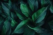 © Nice Seven - Closeup of Lush Green Leaves
