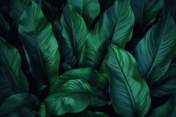 Poster - Close-up View of Lush Green Leaves