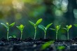 © Muzikitooo - New life, Green shoots, growing seedlings, plant growth