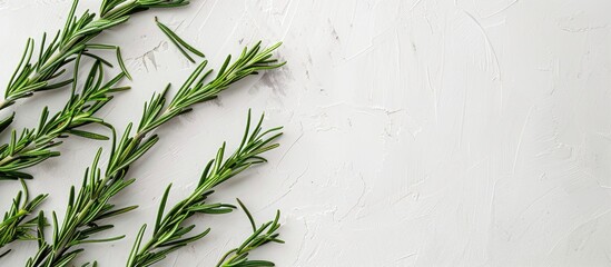 Aufkleber - Fresh green rosemary arranged on a white surface for a flat lay view with room for text or other elements in the image. Creative banner. Copyspace image