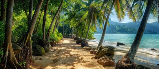 Poster - A path leading to the beach lined with coconut trees rocks and trees perfect for a copy space image