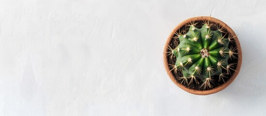 Poster - Green cactus plant in a pot seen from above on a white desk with empty space for text around the image. Creative banner. Copyspace image