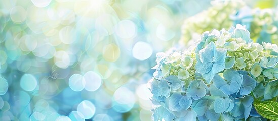 Poster - Hydrangea in early summer with beautiful blooms in a copy space image