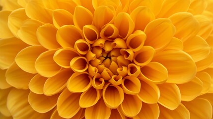 Sticker - Vibrant yellow marigold flower in full bloom