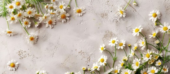 Poster - Group of chamomile flowers displayed with copy space image