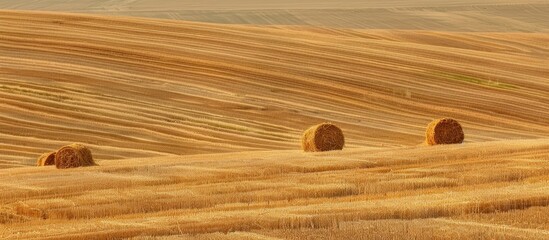 Poster - Freshly harvested wheat field with piles of wheat scattered in the landscape ideal as a copy space image