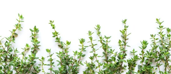 Poster - Top view of fresh thyme on white background with clipping path and full depth of field ideal for adding text in the copy space image