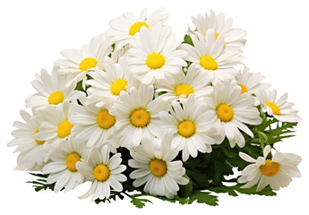 Wall Mural - PNG Daisy flowers plant white white background.