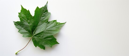 Poster - A single green leaf from a Silver Maple tree Acer Saccharinum set against a white backdrop perfect for a copy space image