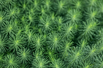 Wall Mural - green background from a cypress milkweed plant