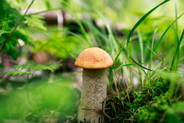 Wall Mural - a mushroom with a red head among foliage and grass in a summer forest