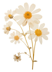 Wall Mural - PNG Real Pressed a feverfew flower petal plant.