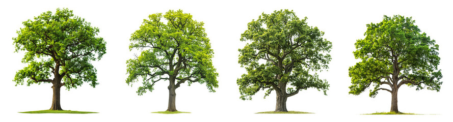 Poster - large green oak trees collection with transparent or white background