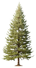 Sticker - PNG Pine plant tree fir.