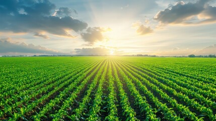 Aufkleber - A field of green crops with a bright sun in the sky. The sun is shining on the crops, making them look even more vibrant and healthy. The sky is filled with clouds, giving the scene a peaceful