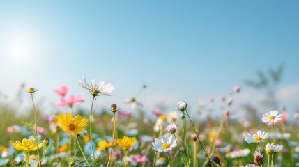 Poster - A field of flowers with a bright blue sky in the background. The flowers are a mix of yellow, pink, and white