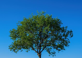 Poster - a tree with green leaves