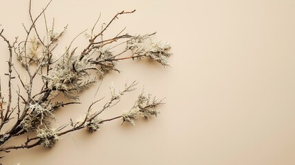 Aufkleber - Abstract north nature scene with a composition of lichen pine branches and dry snags Beige background for cosmetics beauty product branding identity and packaging Copy space : Generative AI