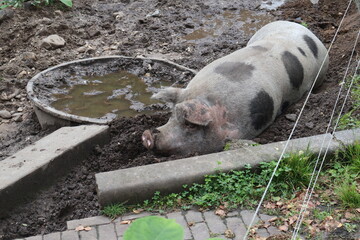 Pig in nature