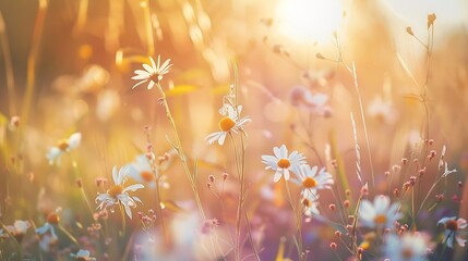 Poster - meadow flowers in early sunny fresh morning Vintage autumn landscape background colorful beautiful fall flowers magical : Generative AI