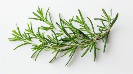 Poster - Rosemary Rosmarinus officinalis