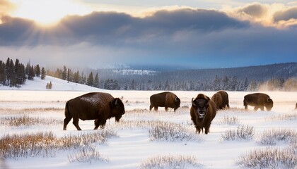 Canvas Print - buffalos in a snowy grass plain in yellowstone national park