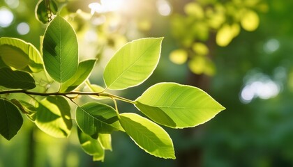 Wall Mural - green native tree leaves branch sunlight nature neutral close up