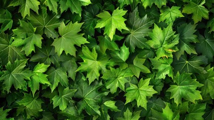 Poster - Green Leaves Texture