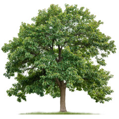 Black Walnut Tree Isolated on White Background