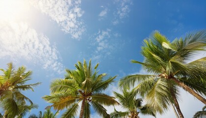 Wall Mural - low angle view of palm trees growing against blue sky during sunny day