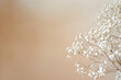 © Arlessa - Beautiful white dried baby's breath flowers on a beige background, close-up, macro, romantic style, delicate texture, soft light, elegant composition