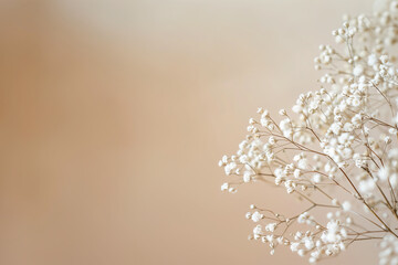 Beautiful white dried baby's breath flowers on a beige background, close-up, macro, romantic style, delicate texture, soft light, elegant composition