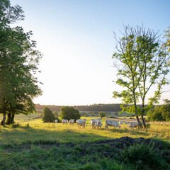 Sticker - white cows in rural landscape of french ardennes at sunset