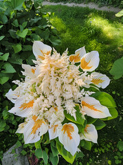 Wall Mural - there is a white and yellow flower arrangement in a pot