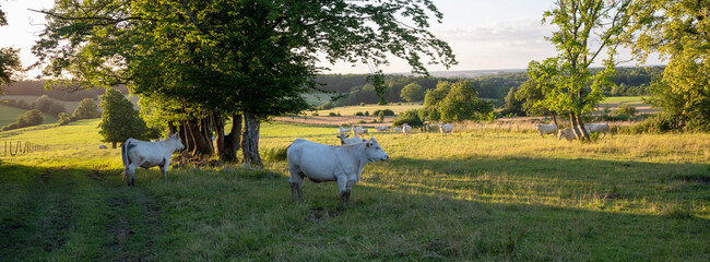 Wall Mural - white cows in rural landscape of french ardennes at sunset