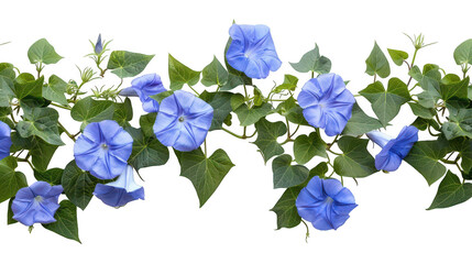 Bright Blue Morning Glories Bloom Against A Fresh Green Leaf Background Under Clear Sky