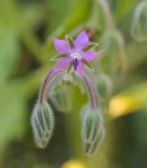 Poster - Beautiful close-up of a borage flower